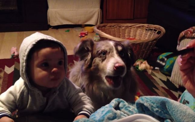 Un câine reuşeşte să spună &quot;mama&quot; înaintea unui bebeluş