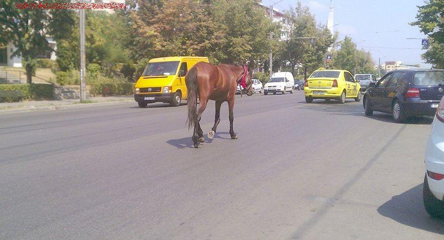 Apariţie neaşteptată în trafic. Şoferii şi-au scos telefoanele mobile şi au făcut zeci de poze 321711