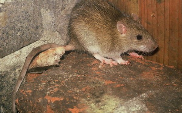 Invazie de șobolani într-un cartier important din București