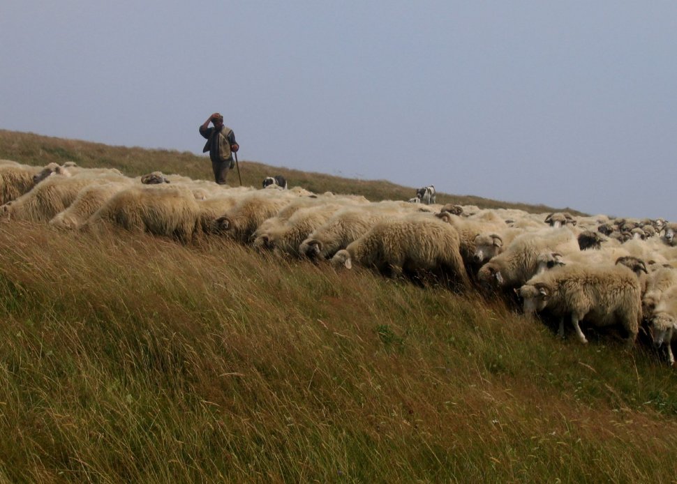 Caz unic. O turmă de oi din Iaşi a adoptat o sălbăticiune a pădurii