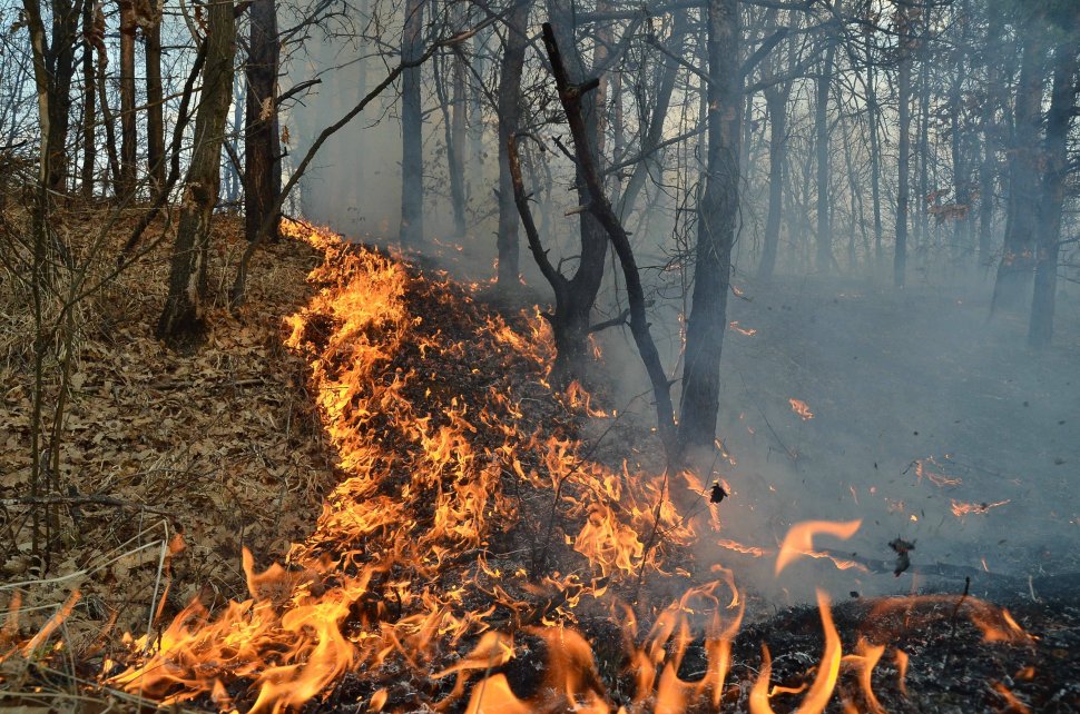 Două femei au dat foc la pădure după ce au vrut să-și pregătească un grătar