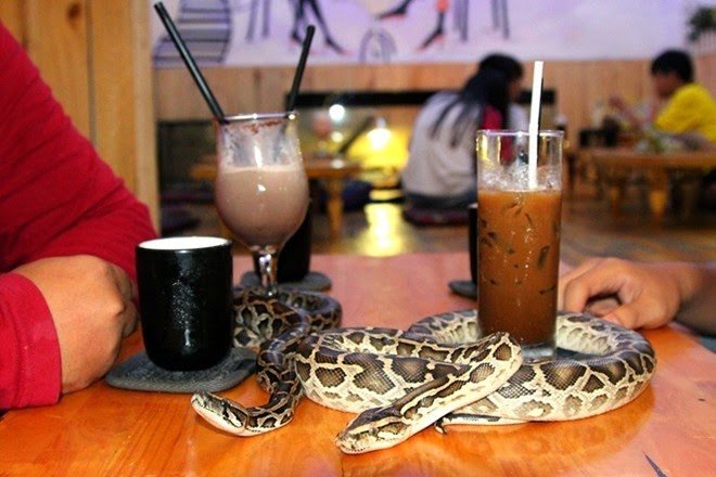 Cea mai nouă cafenea din Tokyo este plină de şerpi şi oamenii dau bani grei să îi vadă