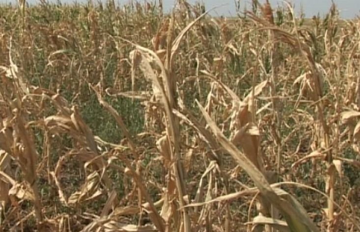 Guvernul va da despăgubiri pentru daunele provocate de secetă