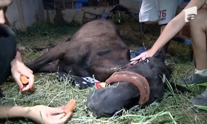 Un cal a stat zeci de ore în agonie. Ce s-a întâmplat cu animalul după un scandal monstru între autorităţi şi voluntari
