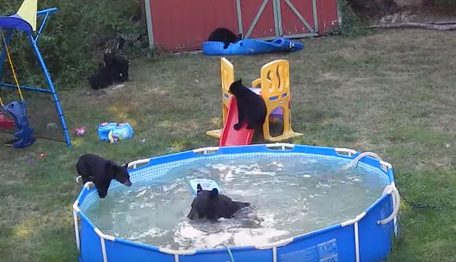 Imagini de senzaţie! O ursoaică cu cinci pui se &quot;relaxează&quot; în piscina unei familii