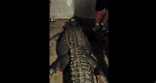Monstrul de peste 400 de kilograme dintr-un lac din Alabama