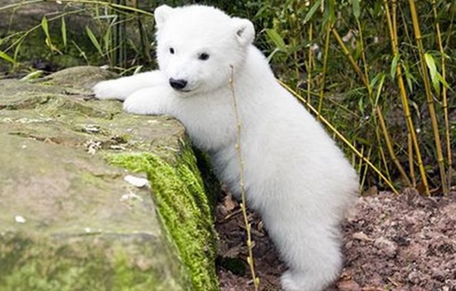 De ce a murit ursul polar Knut