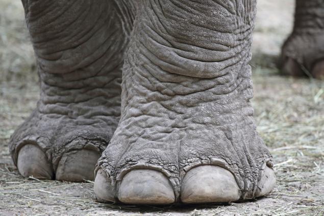 Un elefant și-a ucis însoțitorul și a fugit în junglă cu trei turiști chinezi - VIDEO