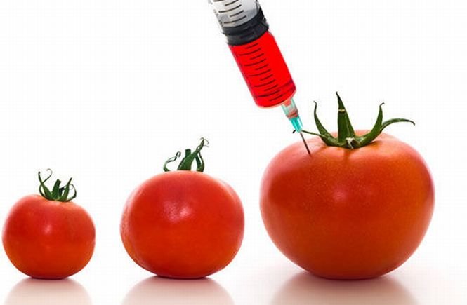 Ce se va întâmpla cu preţul alimentelelor dacă organismele modificate genetic vor fi interzise
