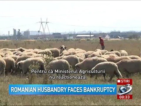 Romanian husbandry faces bankruptcy