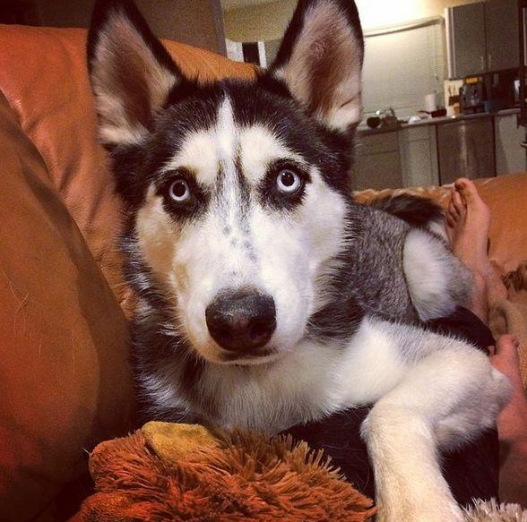 Un doctor şi căţelul lui cuceresc internetul 325645