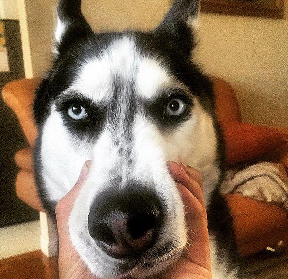 Un doctor şi căţelul lui cuceresc internetul 325647