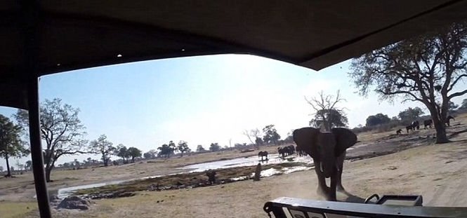 Clipe de groază în safari. Elefanţii au atacat maşina unor turişti