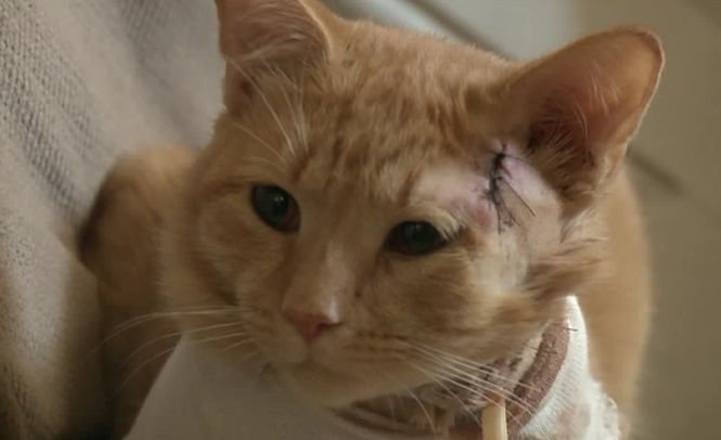 O pisică a încasat un glonţ în locul unui copil de numai 3 ani- VIDEO