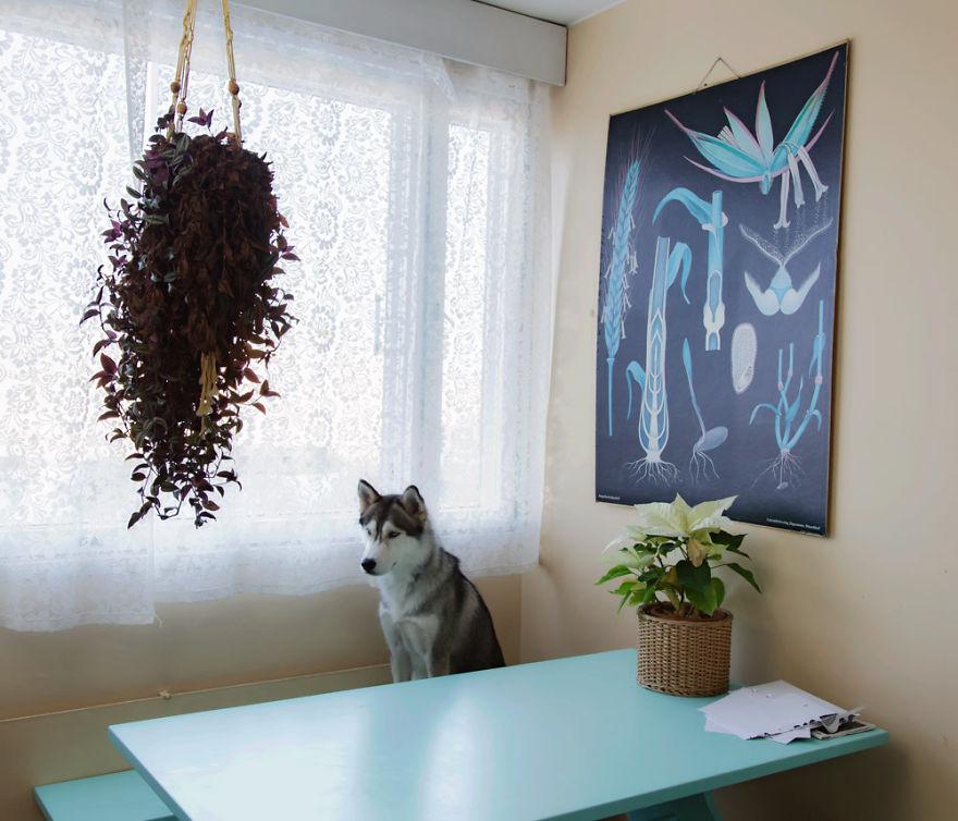 Câini lăsaţi singuri acasă de stăpânii lor. Fotografiile care au înduioşat inimile tuturor  326362