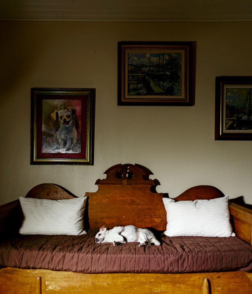 Câini lăsaţi singuri acasă de stăpânii lor. Fotografiile care au înduioşat inimile tuturor  326366