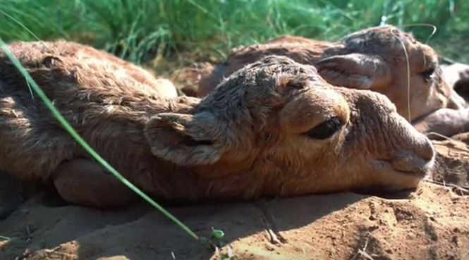 Catastrofă ecologică în Kazahstan. Zeci de mii de antilope au murit din cauze încă necunoscute