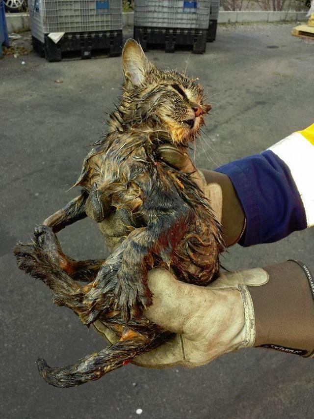 Se pregăteau să arunce gunoiul când au auzit un zgomot ciudat. E incredibil ce au găsit în tomberon 326685