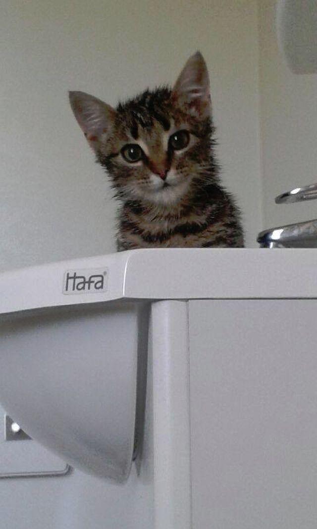 Se pregăteau să arunce gunoiul când au auzit un zgomot ciudat. E incredibil ce au găsit în tomberon 326686