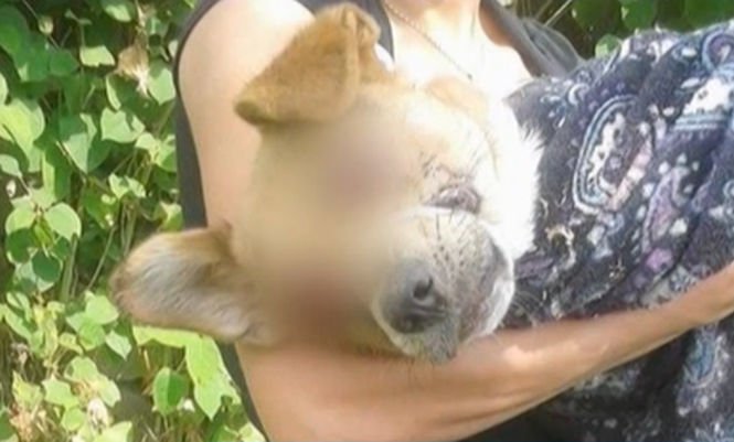Cruzime greu de închipuit. Un câine a fost torturat şi lăsat orb 