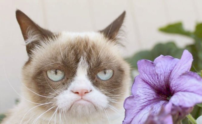 Ce mai face Grumpy Cat, cea mai morocănoasă pisică din lume