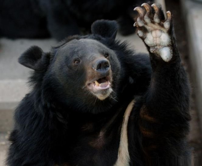 Urşii, liliecii şi castorii, de vină pentru autostrăzile neterminate. Ce decizie a luat CNADNR