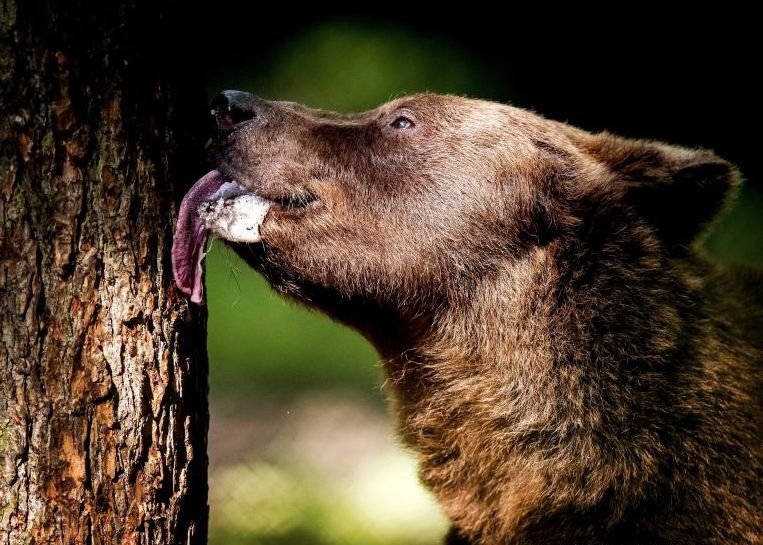 Un urs a intrat într-o gelaterie din Braşov şi a mâncat jumătate de frigider de îngheţată
