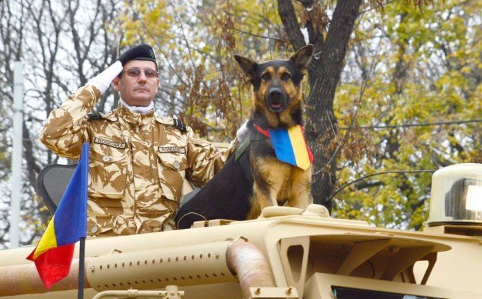 Povestea lui Max, câinele-erou al Armatei Române