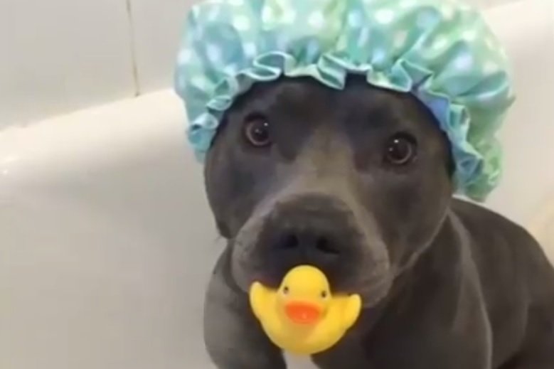 Cum face baie cel mai simpatic cățel din lume VIDEO