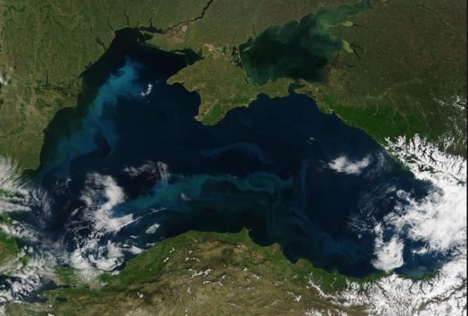 Organismele din Marea Neagră care pot revoluţiona medicina