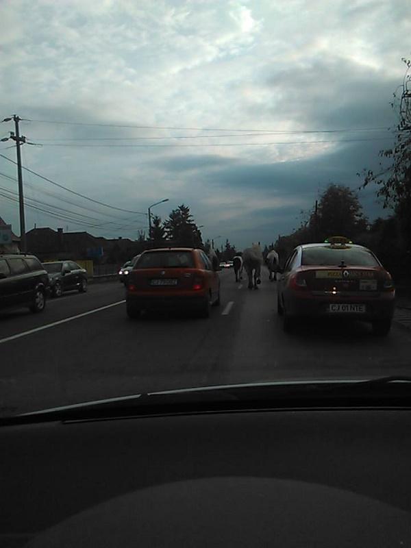 Imagini incredibile surprinse pe DN 1. Caii ”băştinaşilor” au ieşit la plimbare 330172