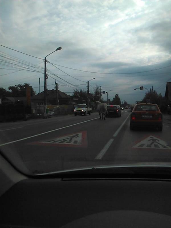 Imagini incredibile surprinse pe DN 1. Caii ”băştinaşilor” au ieşit la plimbare 330173