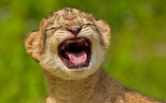 Răgetul acestui pui de leu a devenit viral pe Internet. Să vezi şi să nu ratezi!