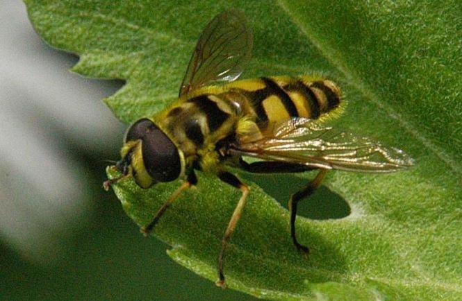 Un bărbat a fost ucis de o viespe, când scotea ţuică