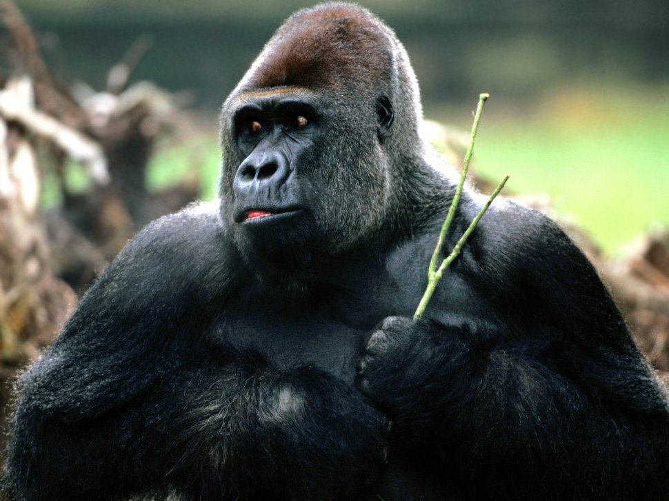 Gestul uluitor al unui pădurar față de o gorilă căreia îi fusese ucisă mama