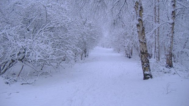Ninge în România