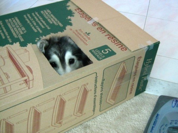Un Husky crescut de pisici nu ştie cum să fie câine! GALERIE FOTO