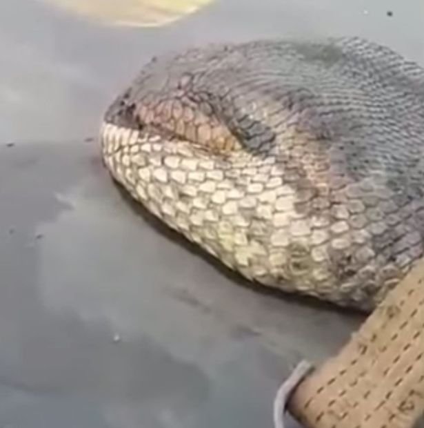 Acesta poate fi cel mai mare şarpe capturat vreodată