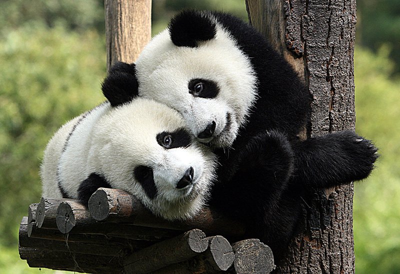 Pentru a salva specia, cercetătorii vor să cloneze urşi panda