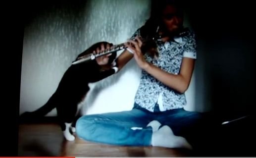 Pisica asta îşi urăşte stăpâna când cântă la flaut. Uite ce face când o aude cântând!