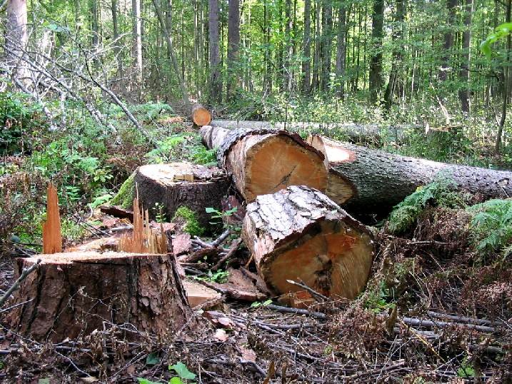 Cum se fură copacii din pădurile Clujului. Metoda practicată de un pădurar din Mărişel 