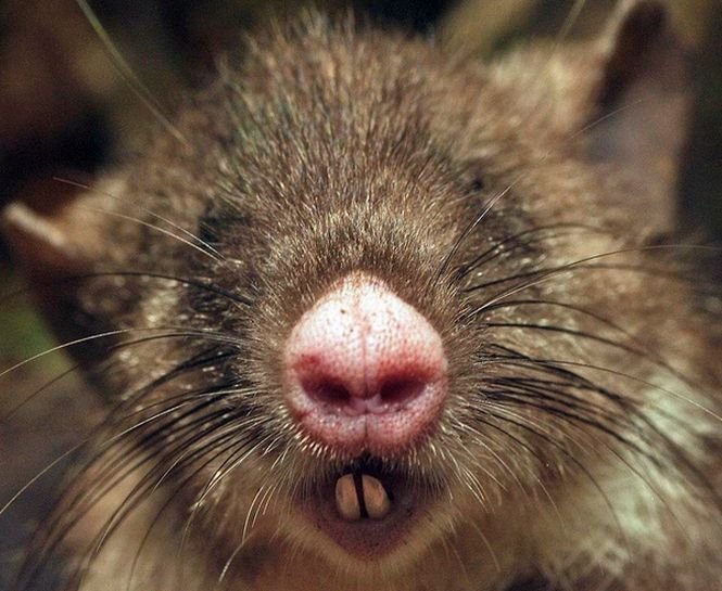 Corp de şobolan şi nas de porc. O nouă specie de mamifer, descoperită în Indonezia