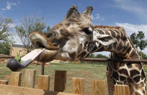 Cum a ajuns girafa să aibă gâtul lung. Misterul de milioane de ani a fost descoperit