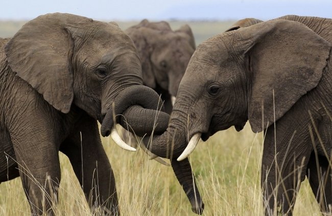 Descoperire importantă despre elefanţi. Milioane de vieţi umane ar putea fi salvate