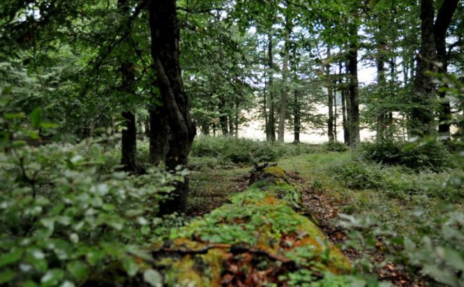 Descoperire macabră într-o pădure de la marginea oraşului Botoşani