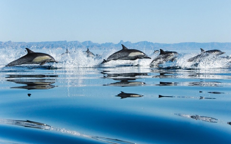 Spectaculos! Sute de delfini au &quot;dansat&quot; în jurul unei ambarcaţiuni cu turişti