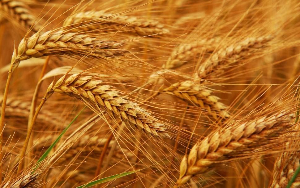 Egiptul a cumpărat zeci de mii de tone de grâu din România