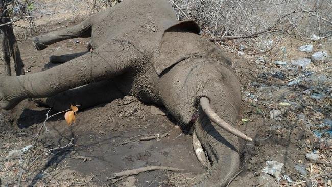 Unul dintre cei mai bătrâni elefanţi din lume, ucis de un braconier