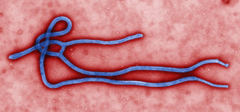 Descoperirea oameniilor de ştiinţă despre Ebola. Este o premieră absolută
