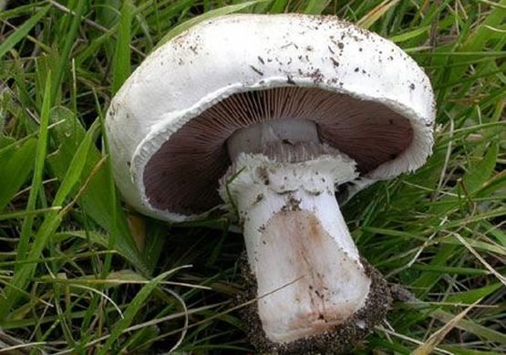 Ciuperca uriaşă găsită pe un câmp în apropiere de Timişoara FOTO